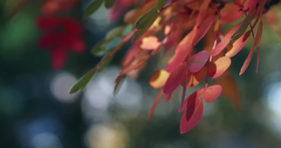 Colored leaves in the fall