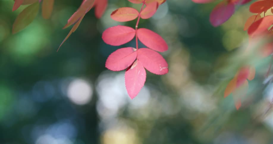 The leaves on the tree