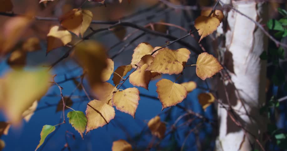Discolored leaves on a tree gently rustling in the wind