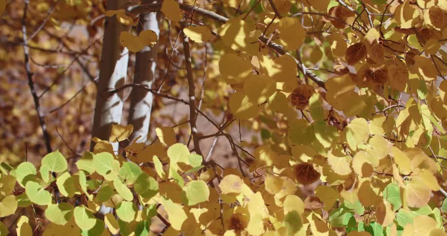 Golden leaves blowing gently in wind