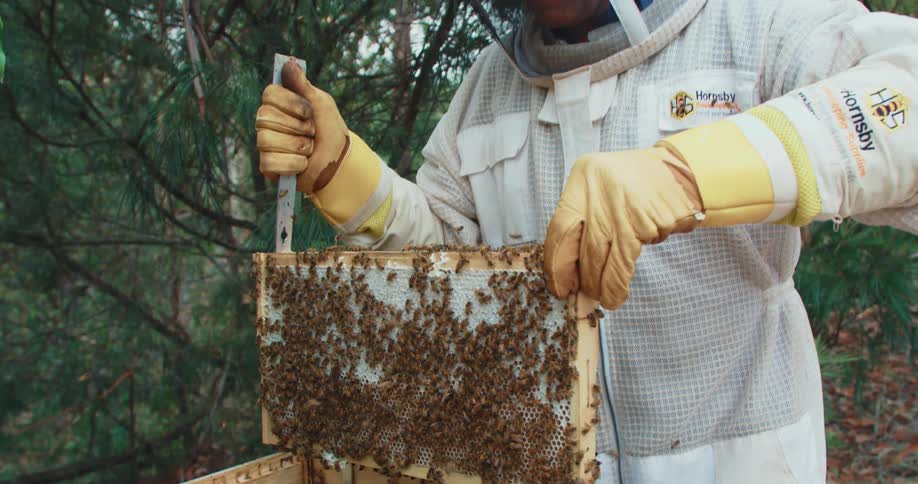 Beekeeper lifting tray filled with bees from a box