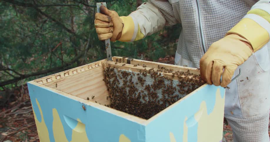 A beekeeper in gloves and coveralls uses a tool to pry away a honeycomb screen as bees fly around
