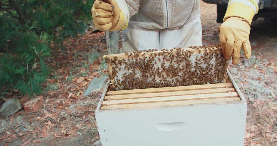 Beekeeper carefully puts a frame back into the hive