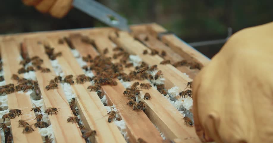 The bees crawl around as the beekeeper works