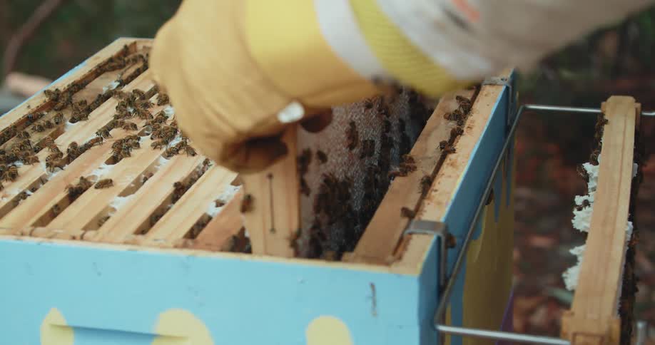 A beekeeper pulls honeycomb out