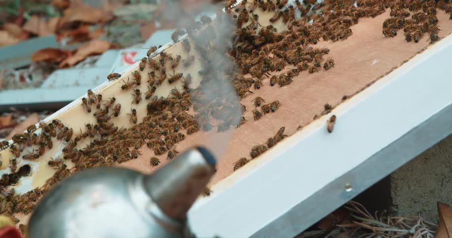 Beekeeper uses smoker with bees in background