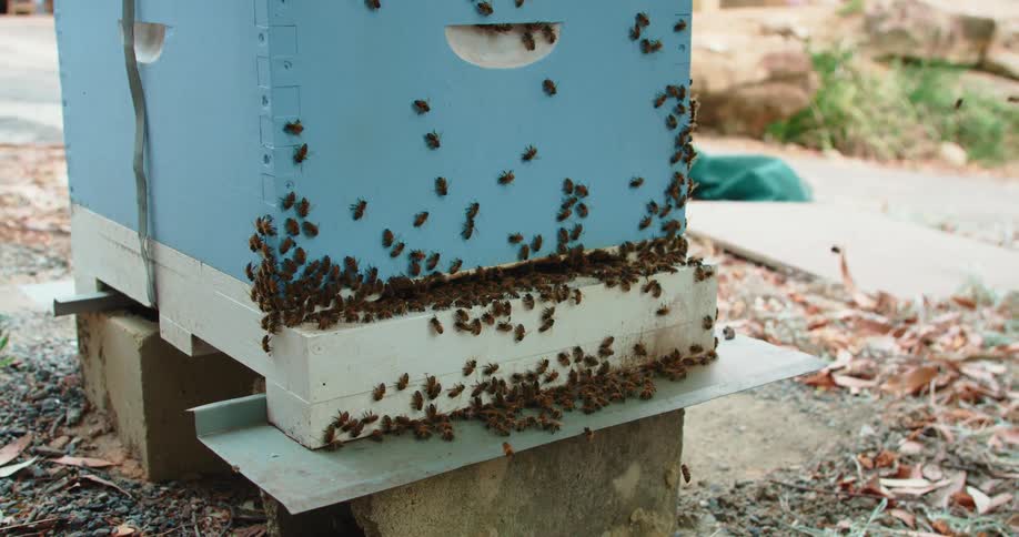 Entrance of beehive