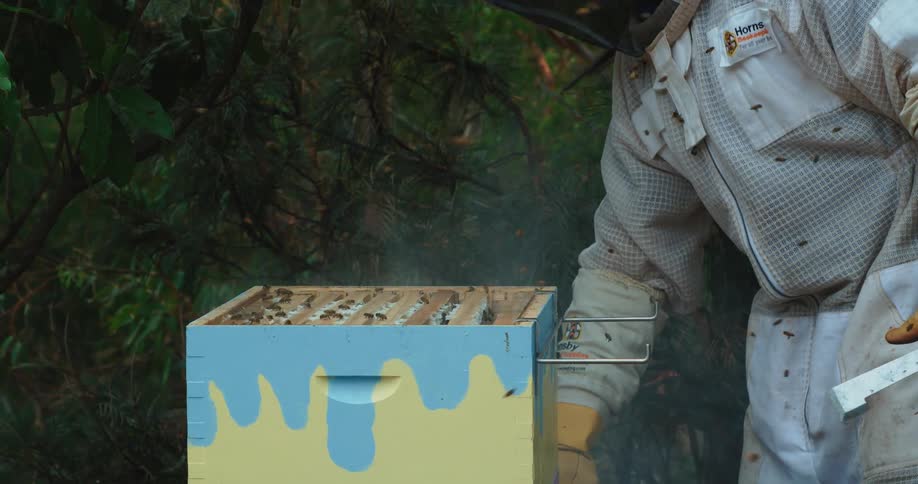 Beekeeper opening hive