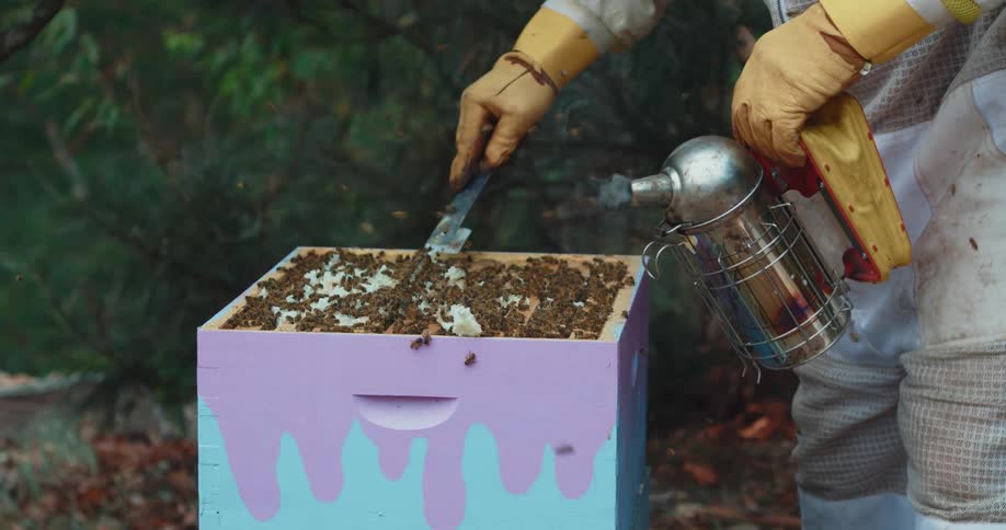A beekeeper scrapes honeycomb from a bee hive