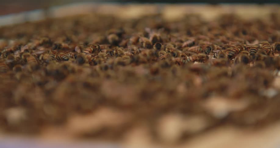 Hundreds of bumblebees sit on a surface and eat