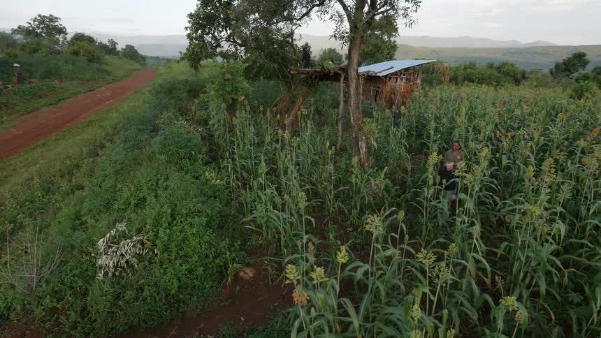 People walk through tall corn plants to get to a dirt trail