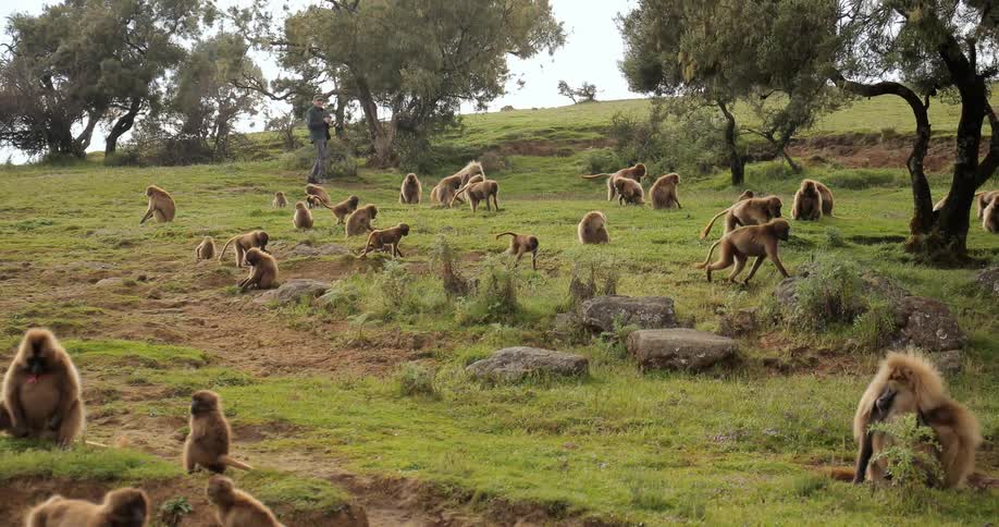 Ethiopia