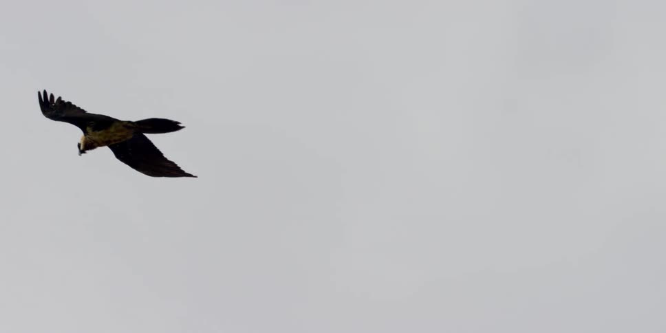 A large bird gliding under a cloudy sky