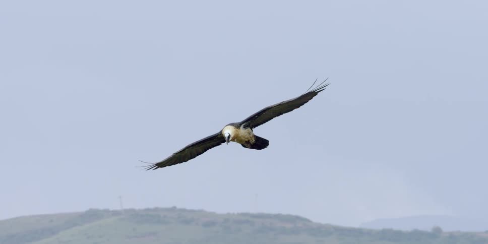 A bird glides through the air during the day