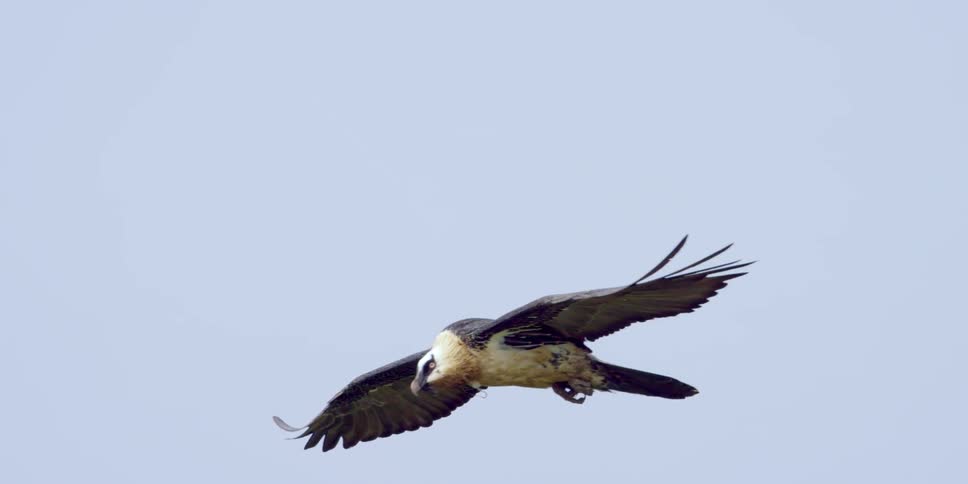 A hawk gliding through the air