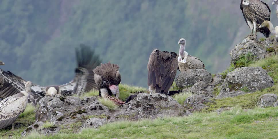 Vultures gathered in a group to feed from a carcass