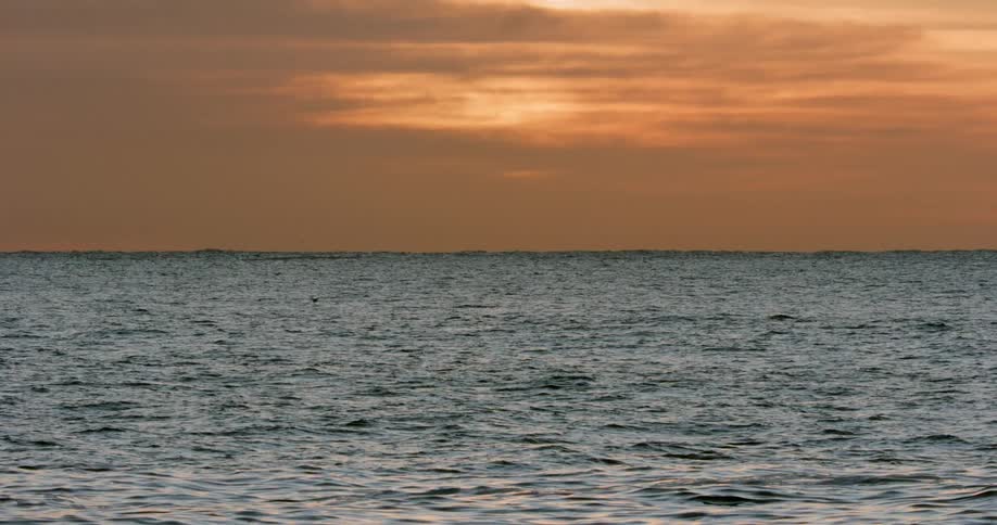 The birds fly over the vast ocean
