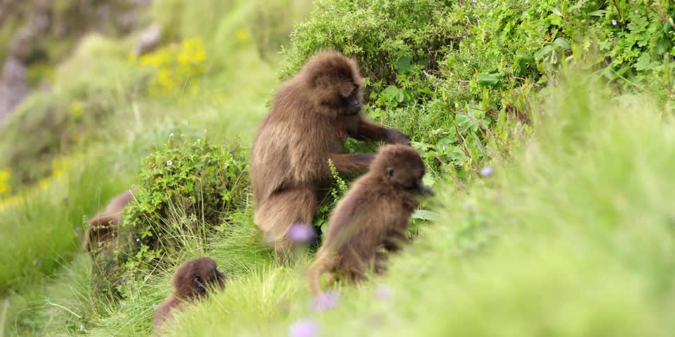 Monkeys picking and eating leaves