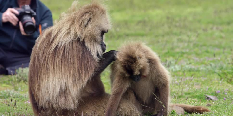 A man photographing a baboon grooming her young