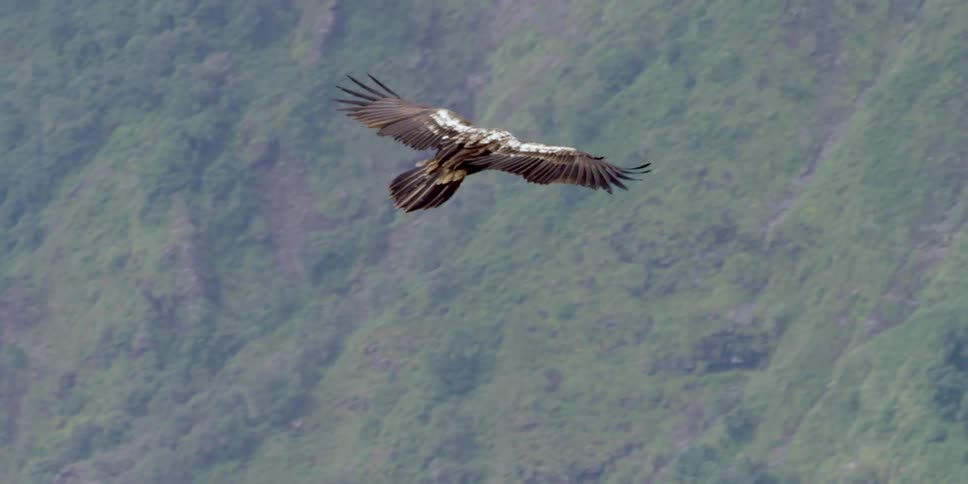 An eagle flies over a huge tree covered mountainside