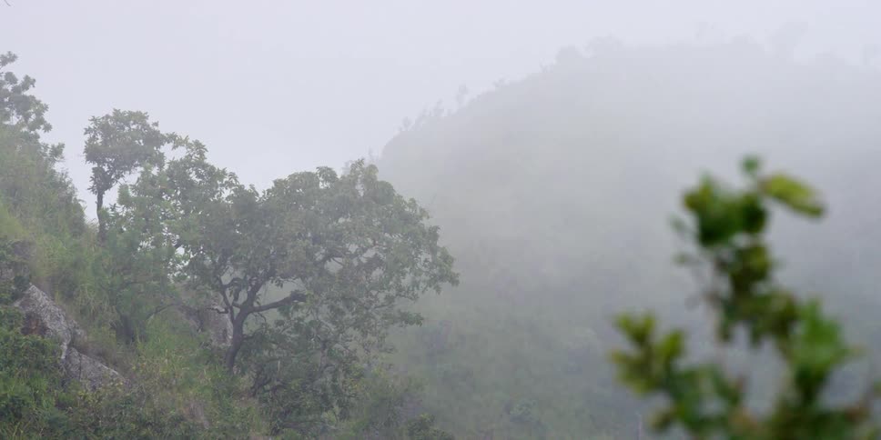 Wind rustling tree branches on a foggy day
