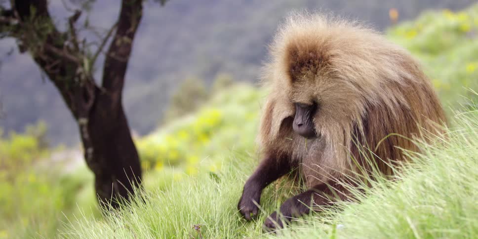 A baboon picking and eating grass
