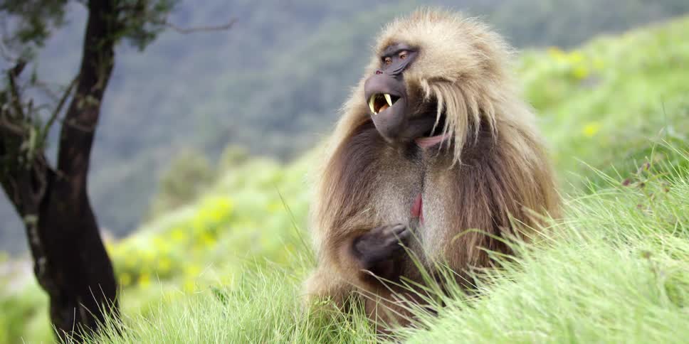 A monkey sits on the grass chewing and scratching