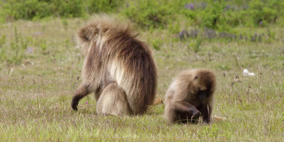 Two monkeys are in the grass grazing
