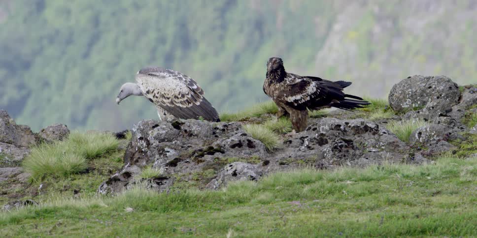 Vultures perched on rocks