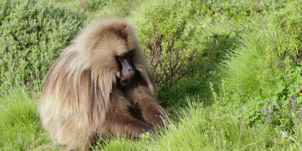 A baboon picking grass