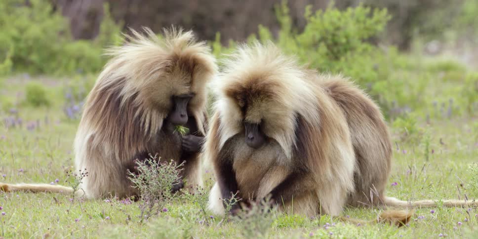 Baboons picking and eating grass