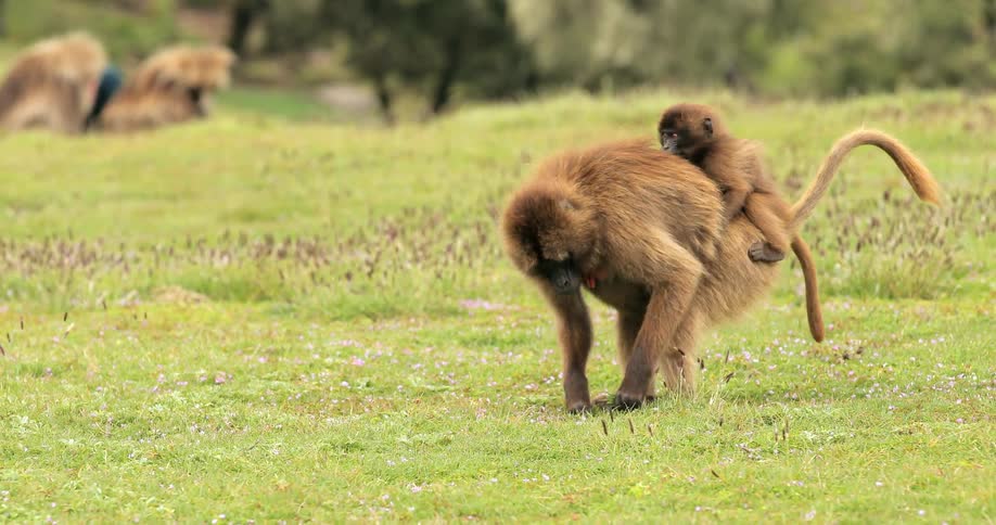 A monkey walks with a baby on it's back picking up grass