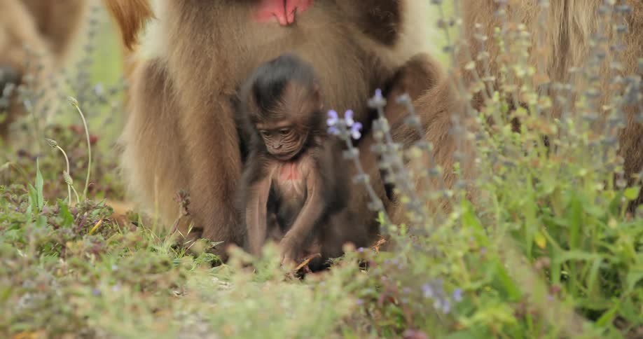 A group of monkeys are on a grass field