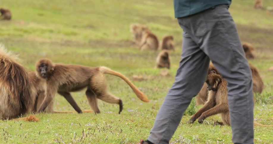 A man photographing baboons