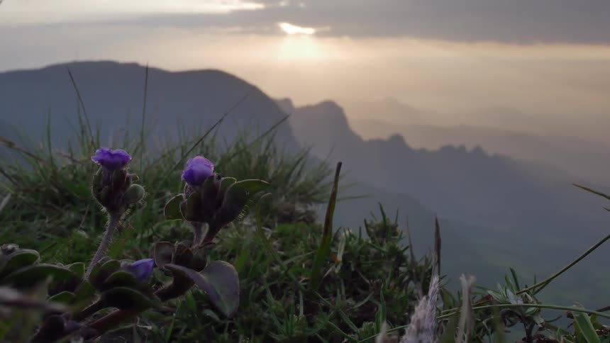 View of some purple flowers sitting on a mountain at sunset