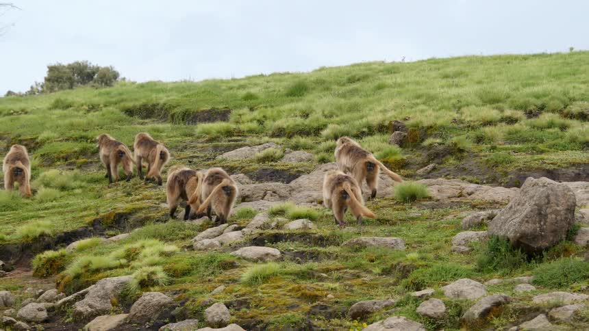 Wildlife is walking in a group over a hill