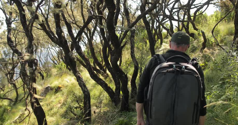 A man walking through trees