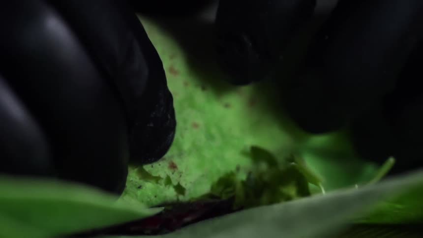 A person with black gloves wrapping sushi in a leafy vegetable
