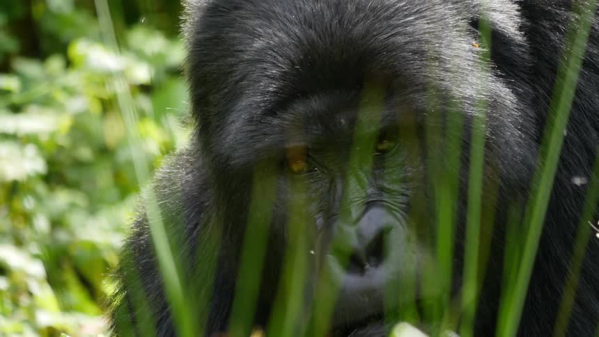 A gorilla munches on leaves