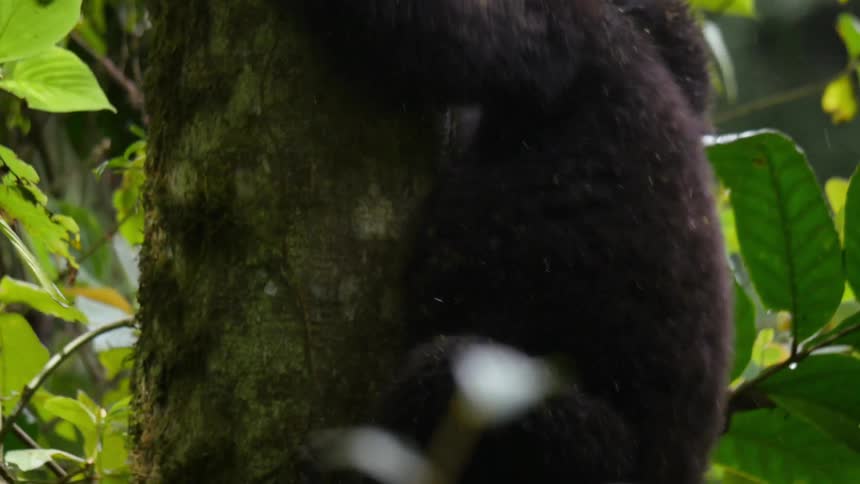 A gorilla climbs down a tall tree