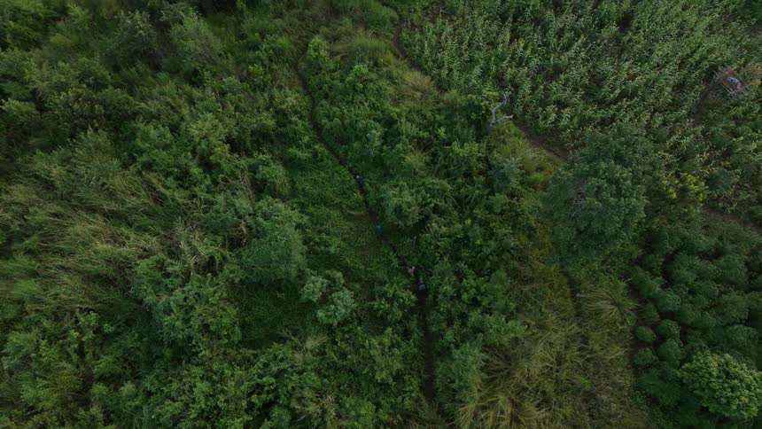 People walking through a wooded trail as seen from above