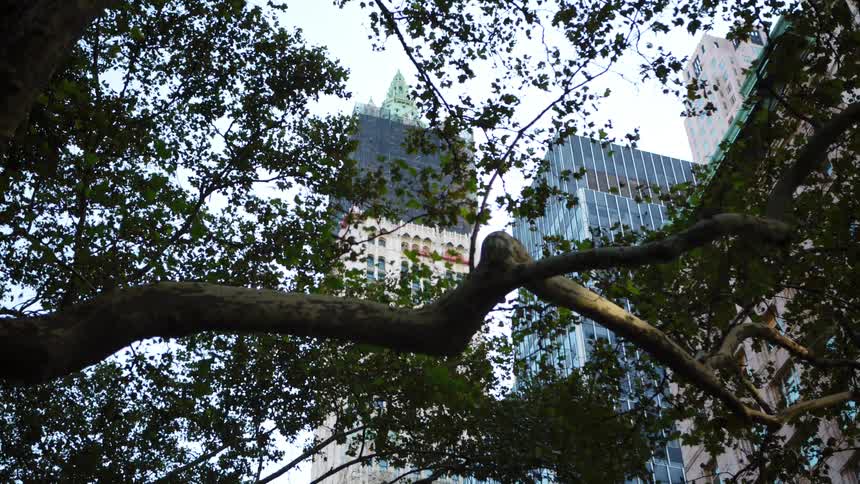 Tall skyscrapers in city downtown through the branches of a tree