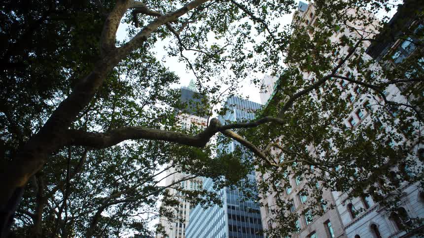 A large tree sits in front of office buildings in a city