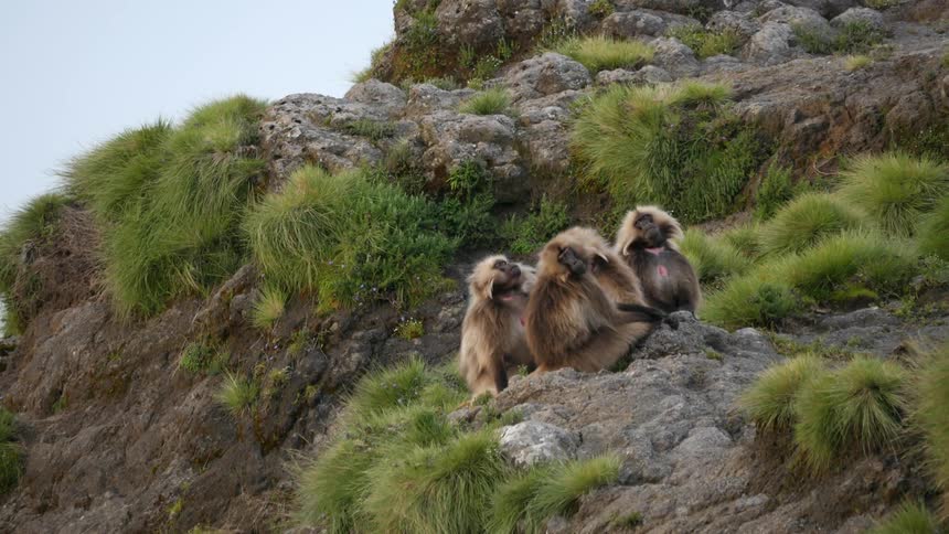 A group of monkeys are sitting together on a hillside