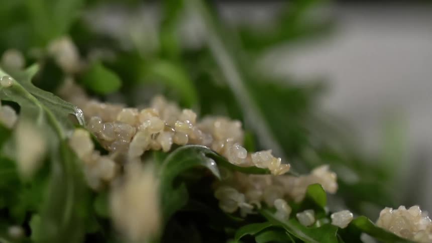 White food particles drop on a leafy salad
