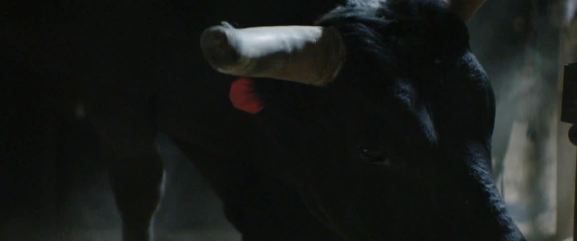 A bull walks in a dusty barn