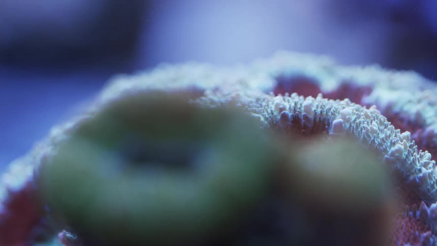 Orange white pink and black colors that look like a coral reef underwater