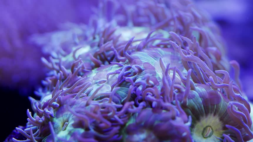 The sea life moves around underwater