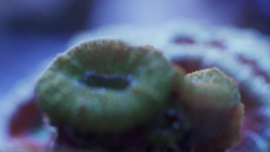 Plant life under water