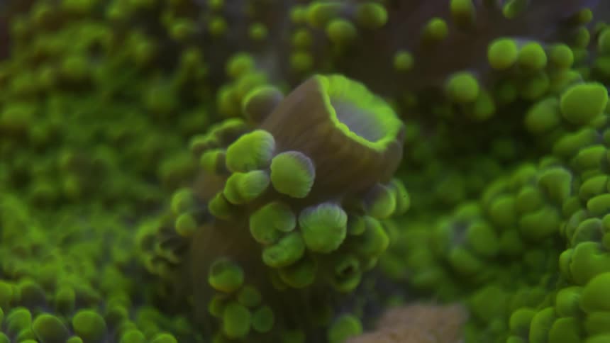 The green covers things underwater